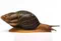 Archachatina porphyrostoma Nigeria A adult